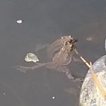 Kröten im Teich 2018