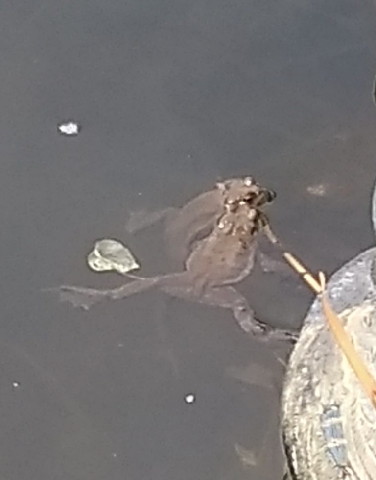 Kröten im Teich 2018 Kleingartenverein "AugustWildePark" e.V.