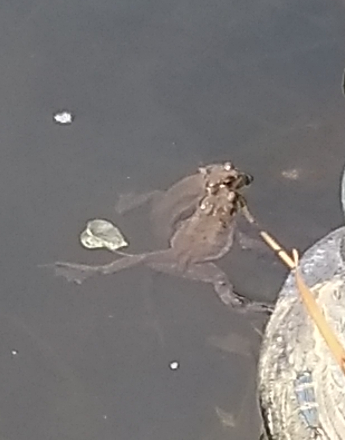 Kröten im Teich 2018